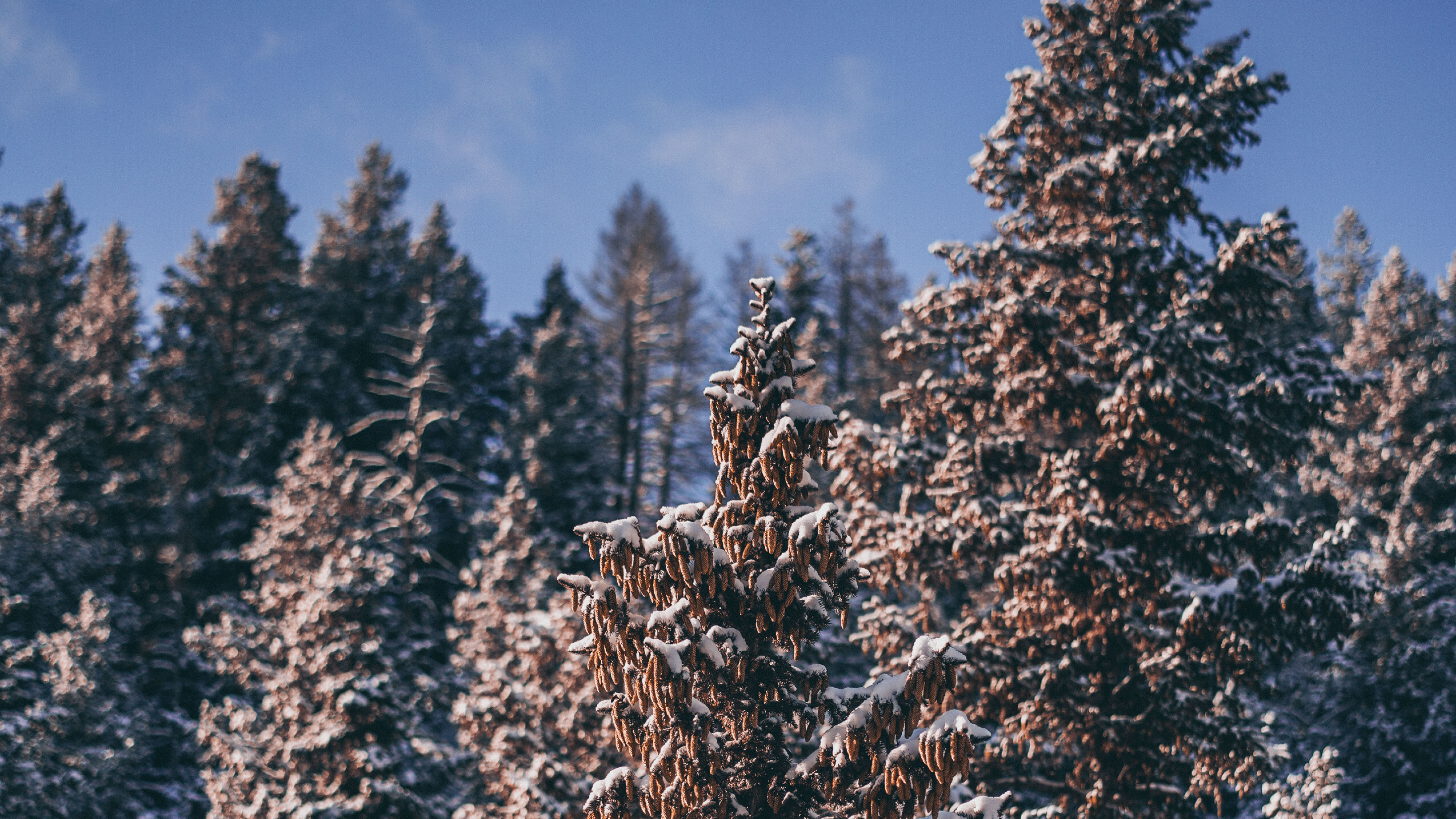 Winter Pines