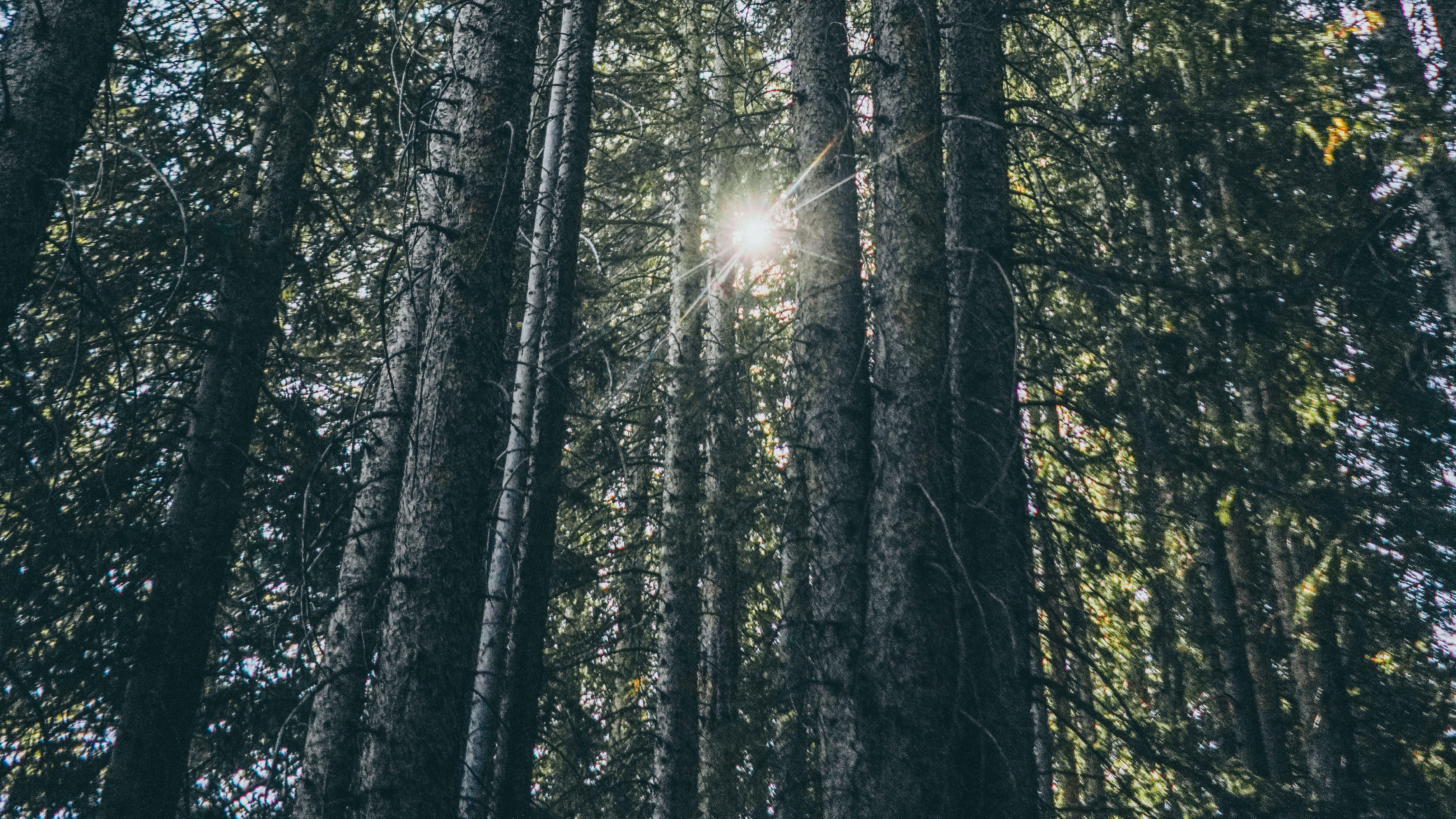 Through the Canopy